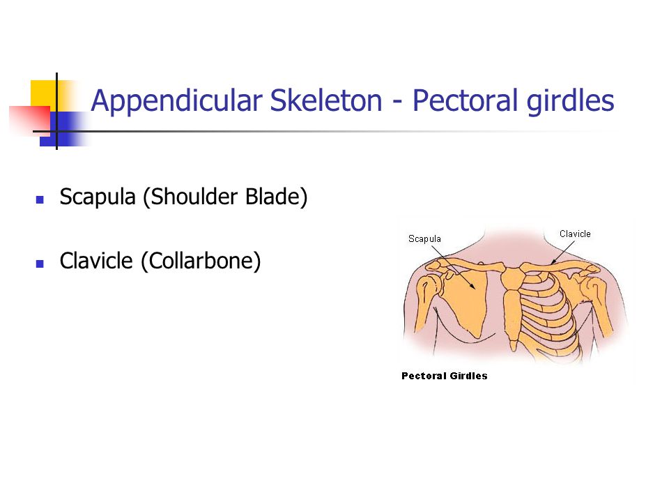 Appendicular Skeleton - Pectoral girdles