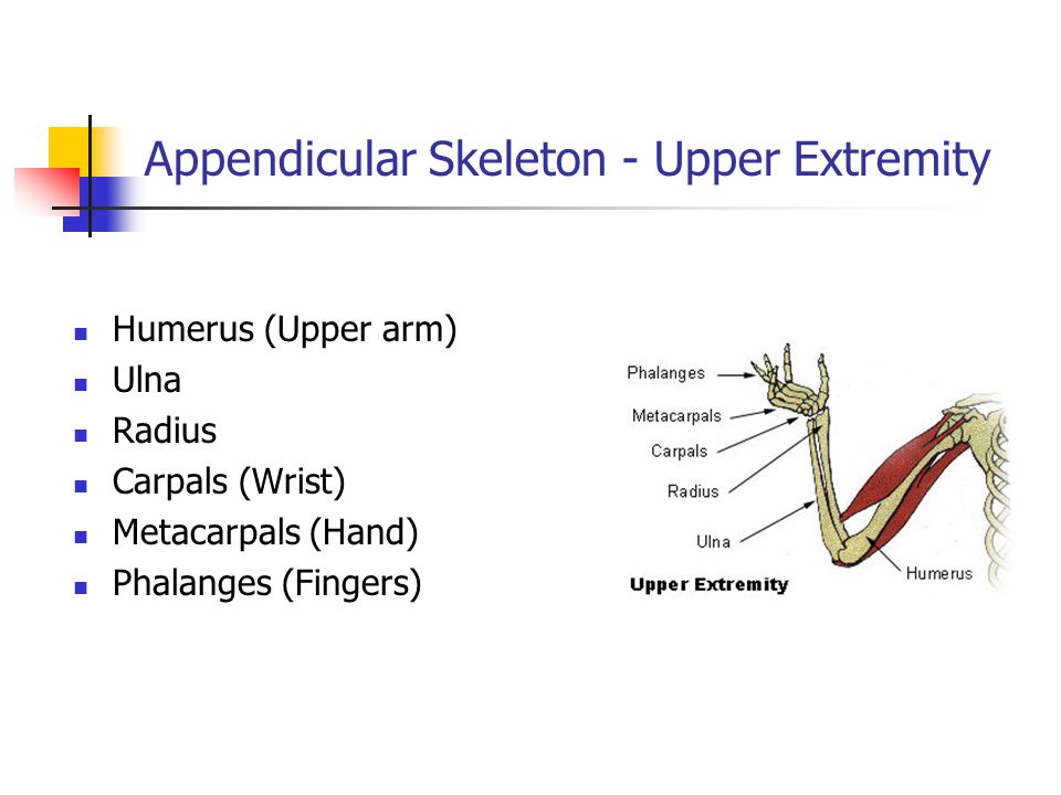 Appendicular Skeleton - Upper Extremity