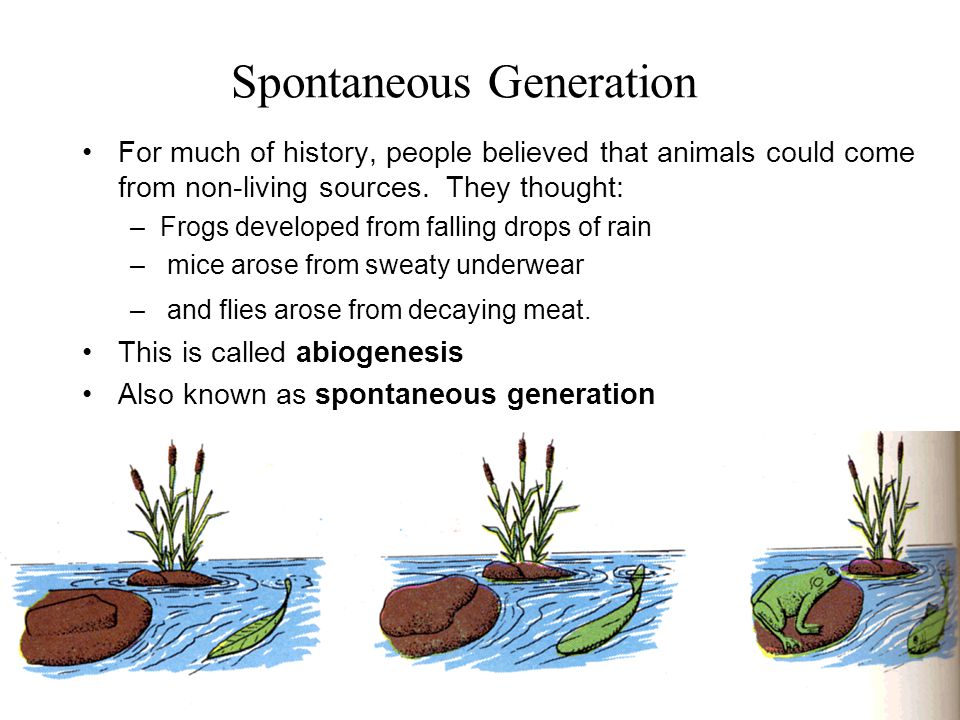 spontaneous generation - ppt video online download