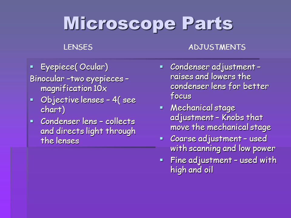 Microscope Magnification Chart
