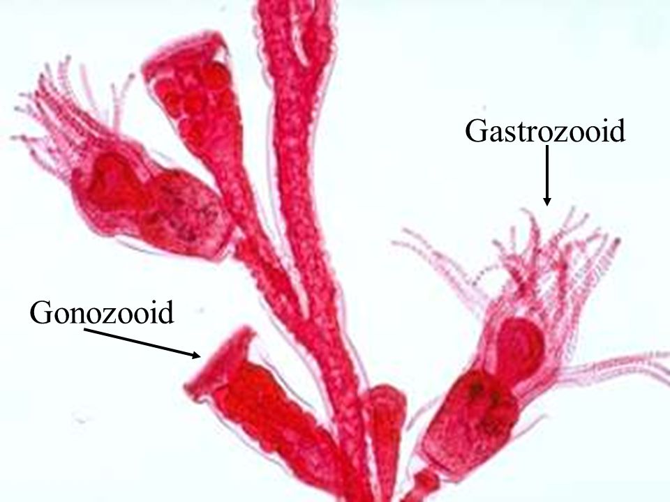 Gastrozooid Gonozooid