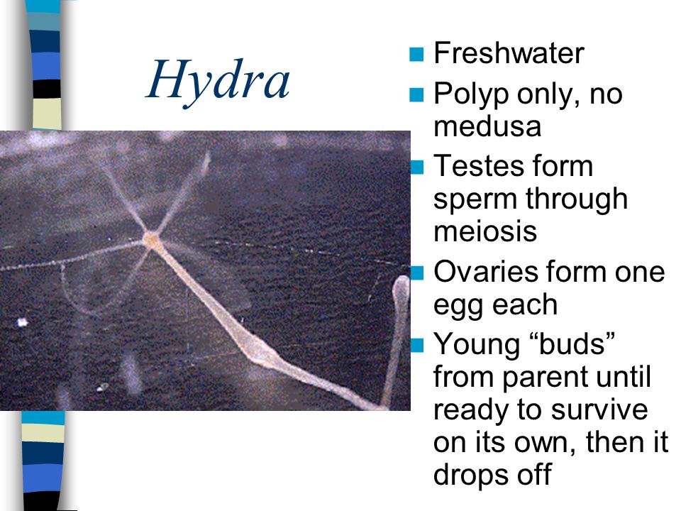 Hydra Freshwater Polyp only, no medusa