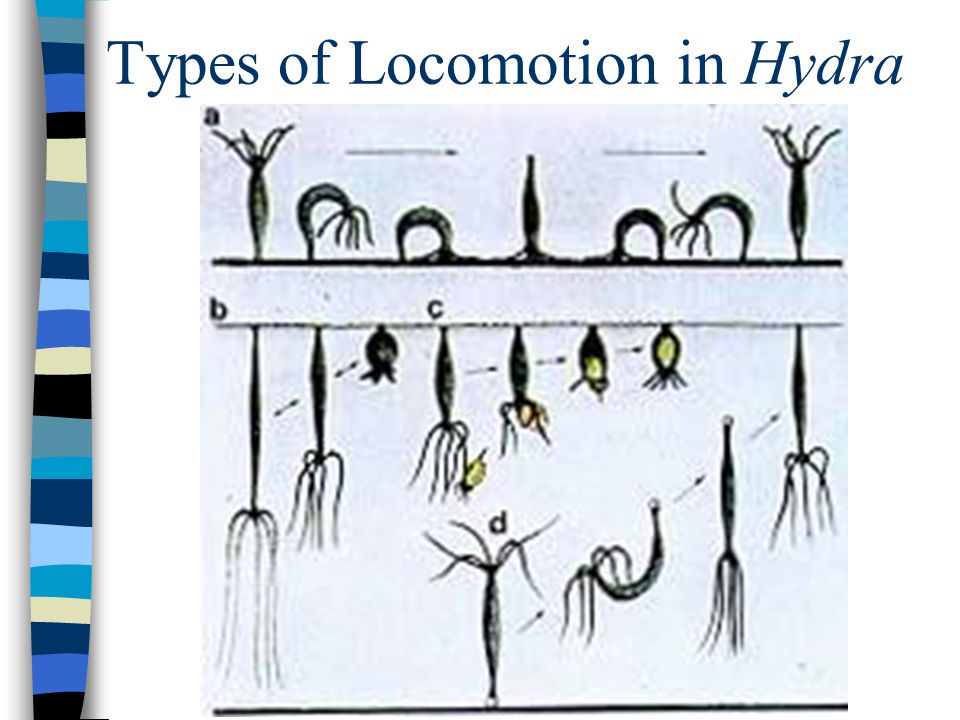 Types of Locomotion in Hydra