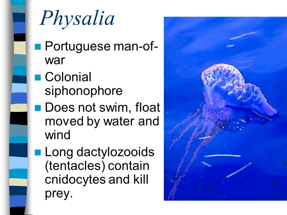 Physalia Portuguese man-of-war Colonial siphonophore