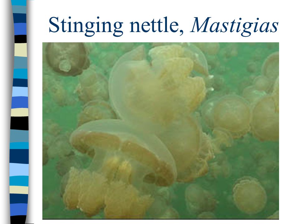 Stinging nettle, Mastigias