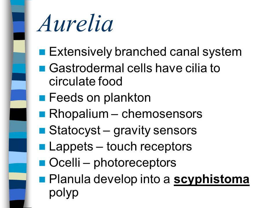 Aurelia Extensively branched canal system