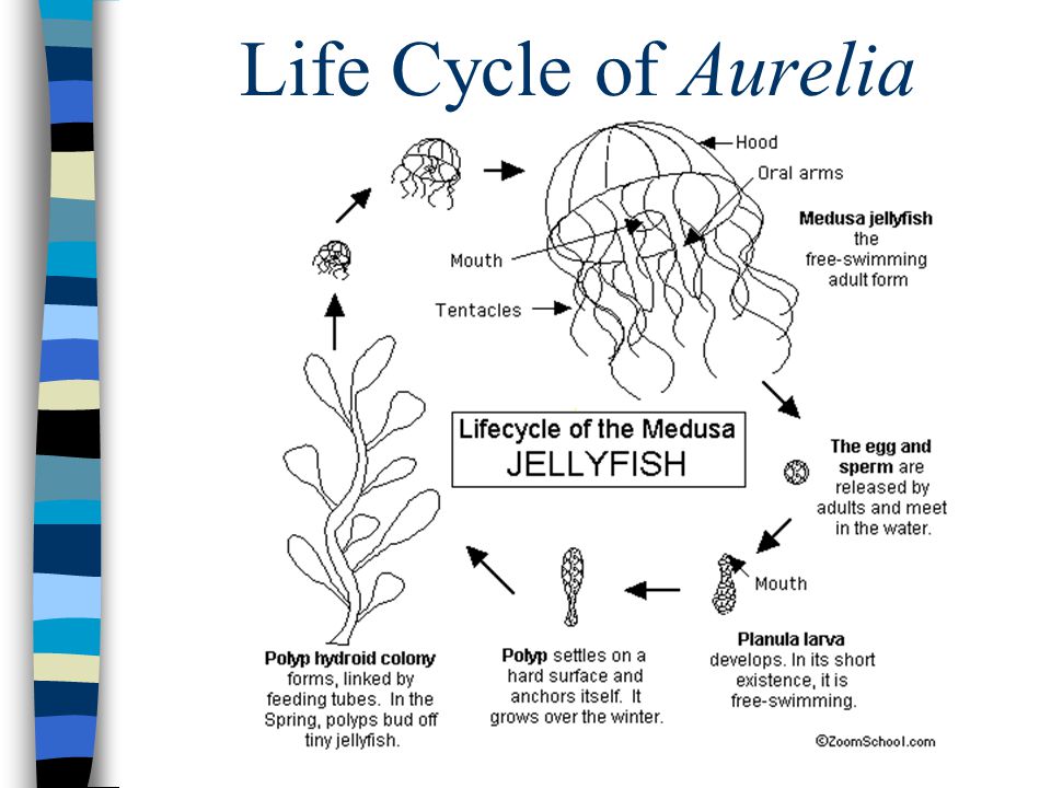 Life Cycle of Aurelia