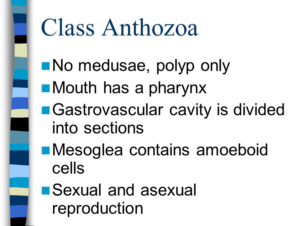 Class Anthozoa No medusae, polyp only Mouth has a pharynx
