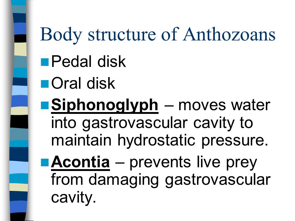 Body structure of Anthozoans
