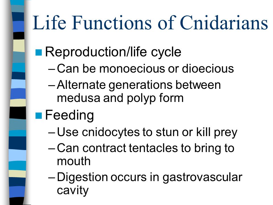 Life Functions of Cnidarians