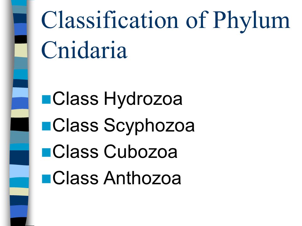 Classification of Phylum Cnidaria