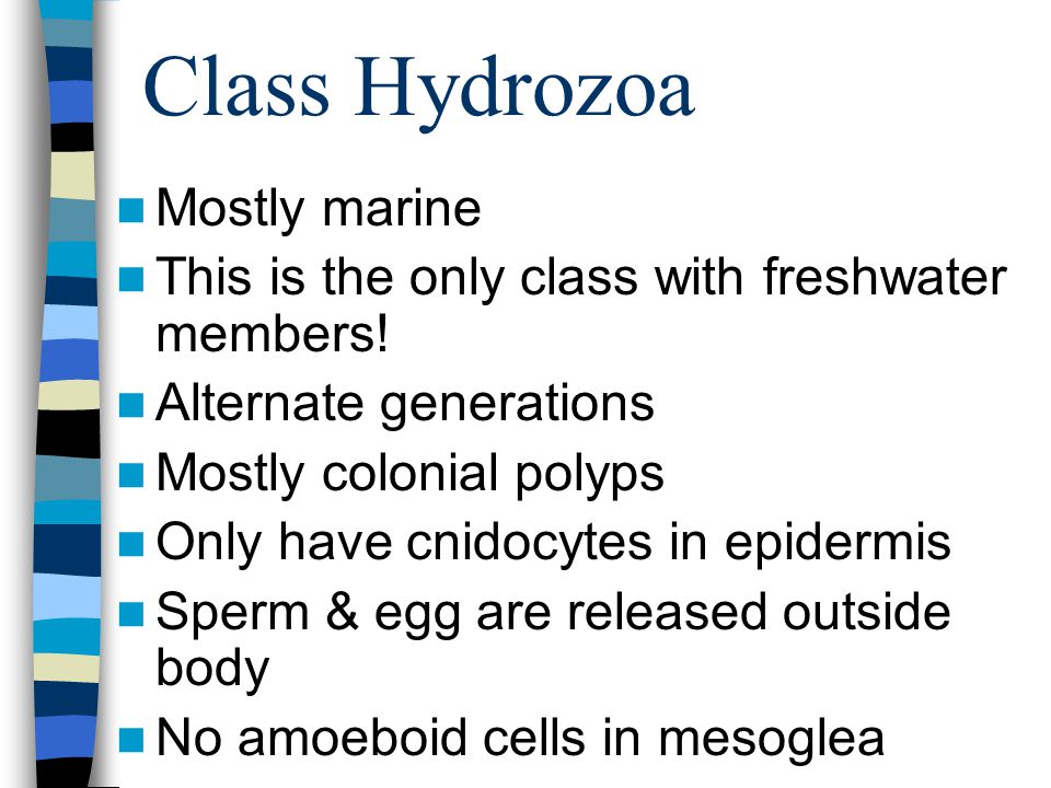 Class Hydrozoa Mostly marine