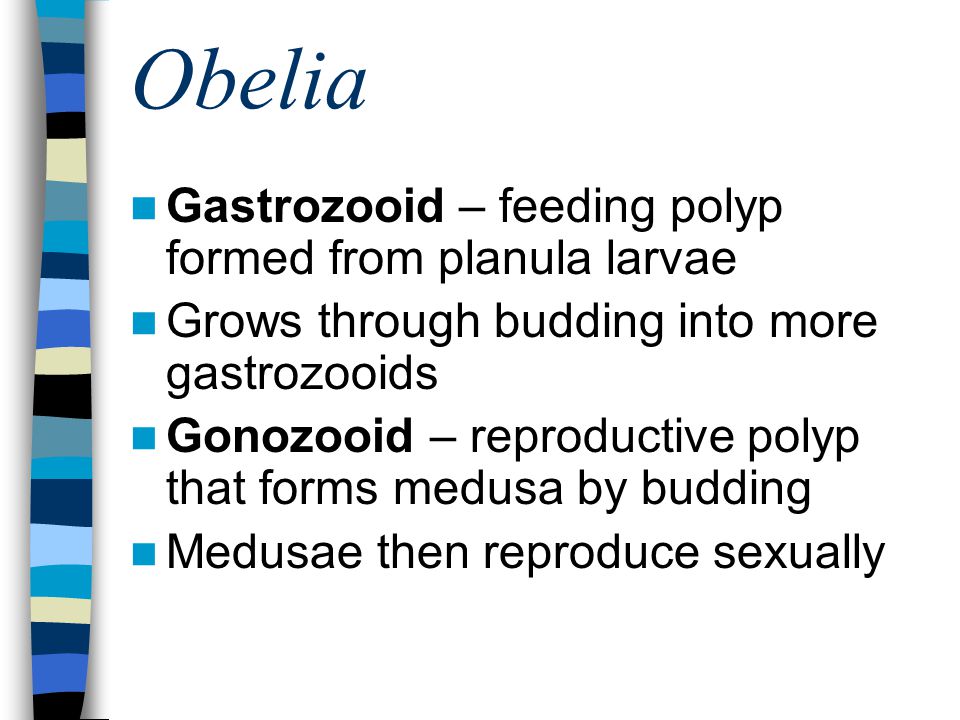 Obelia Gastrozooid – feeding polyp formed from planula larvae