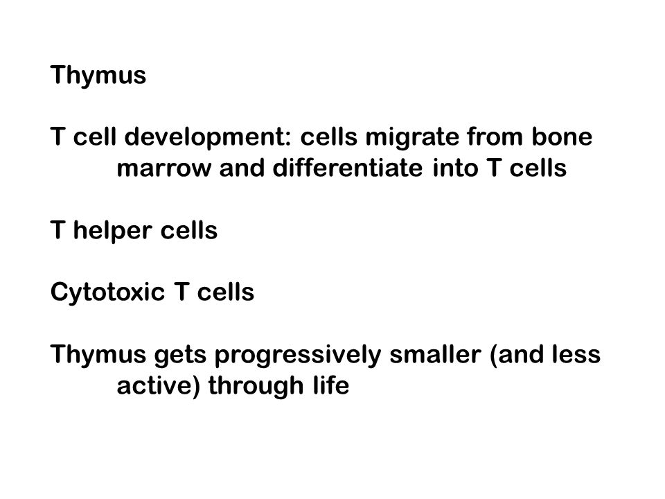 Thymus T cell development: cells migrate from bone. marrow and differentiate into T cells. T helper cells.