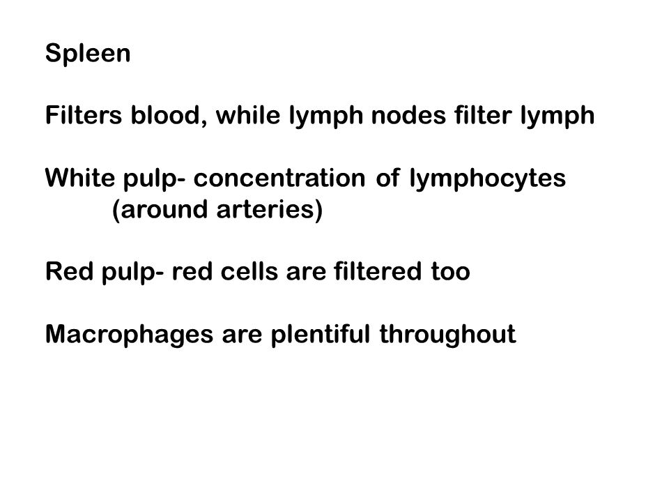 Spleen Filters blood, while lymph nodes filter lymph. White pulp- concentration of lymphocytes. (around arteries)
