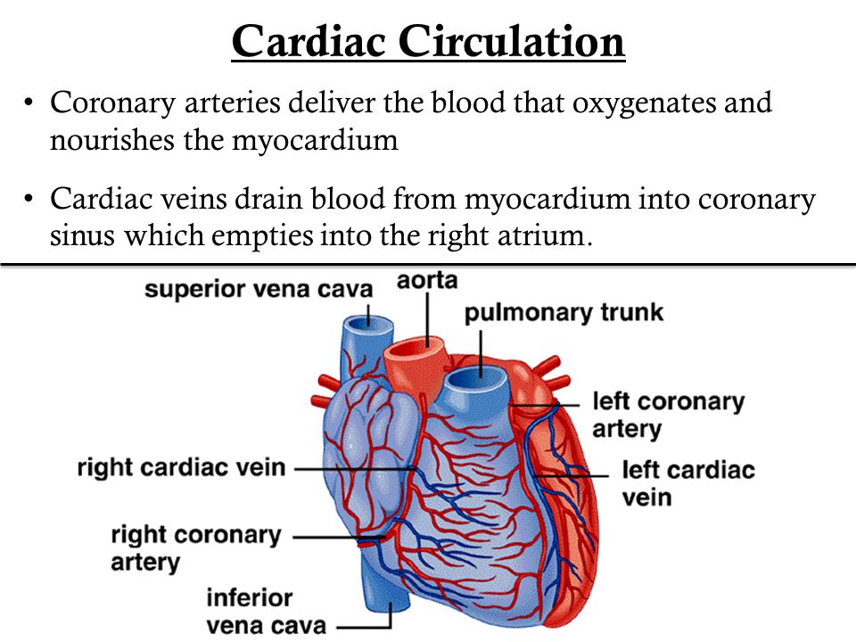 Cardiac Circulation Coronary arteries deliver the blood that oxygenates and nourishes the myocardium.