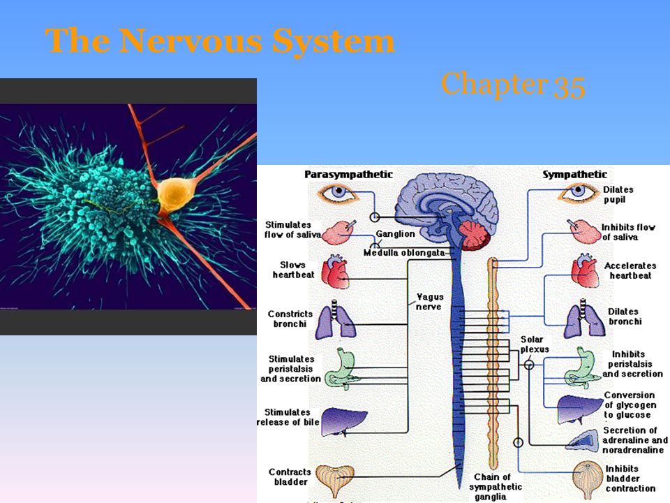 The Nervous System Chapter 35