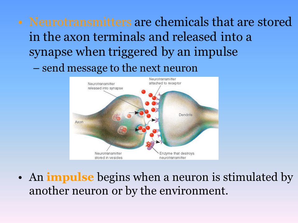 Neurotransmitters are chemicals that are stored in the axon terminals and released into a synapse when triggered by an impulse