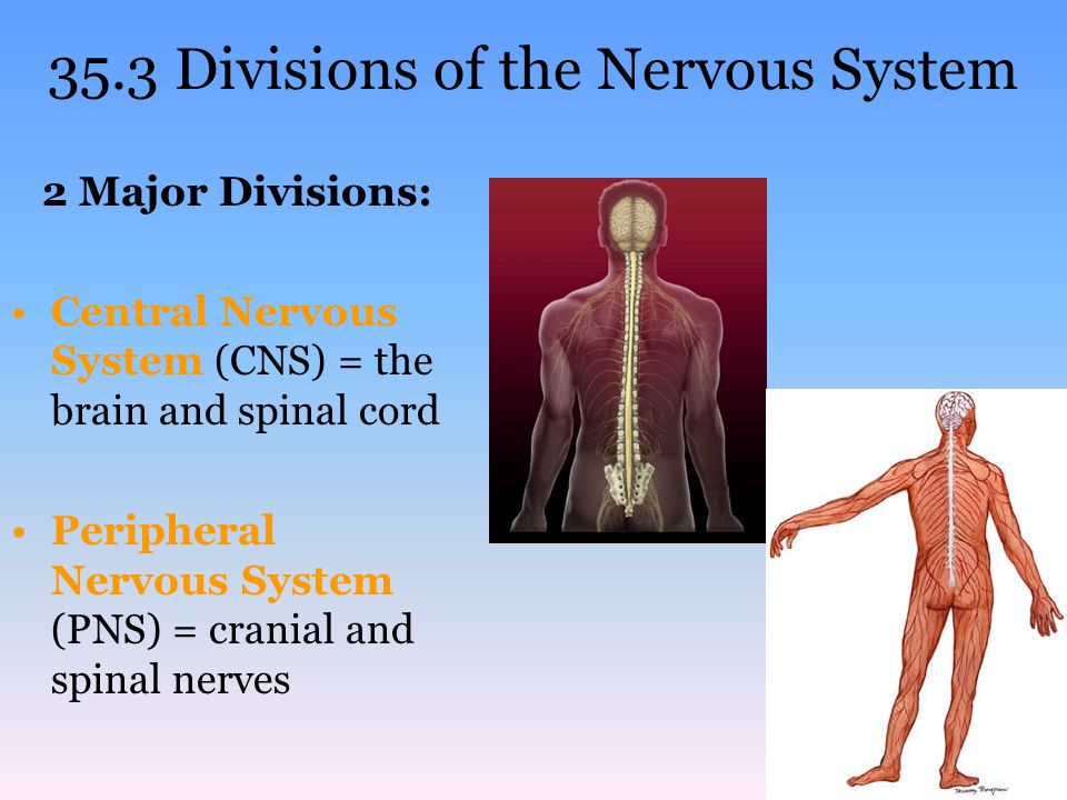 35.3 Divisions of the Nervous System