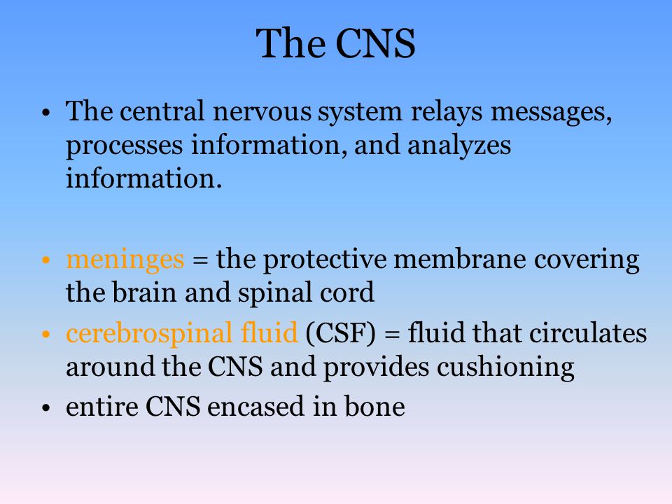 The CNS The central nervous system relays messages, processes information, and analyzes information.