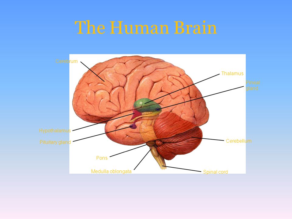 The Human Brain Cerebrum Thalamus Pineal gland Hypothalamus Cerebellum