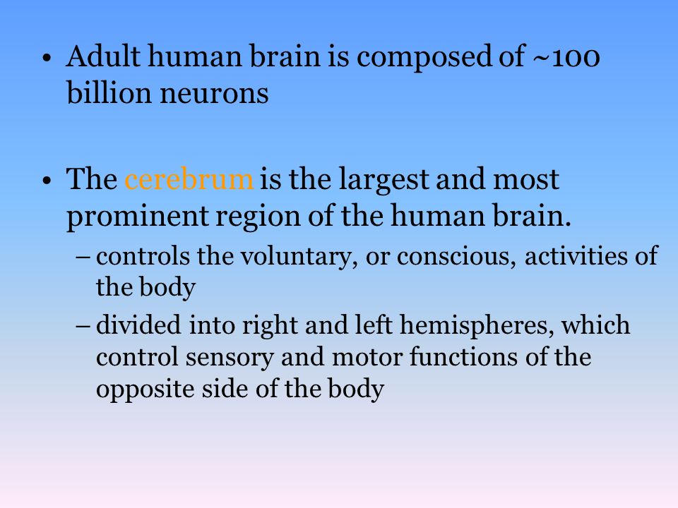 Adult human brain is composed of ~100 billion neurons