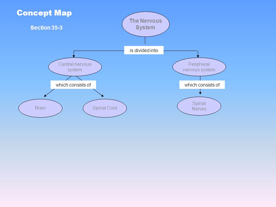 Concept Map The Nervous System Section 35-3 is divided into