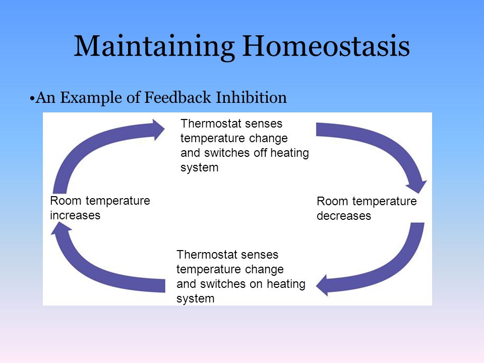 Maintaining Homeostasis