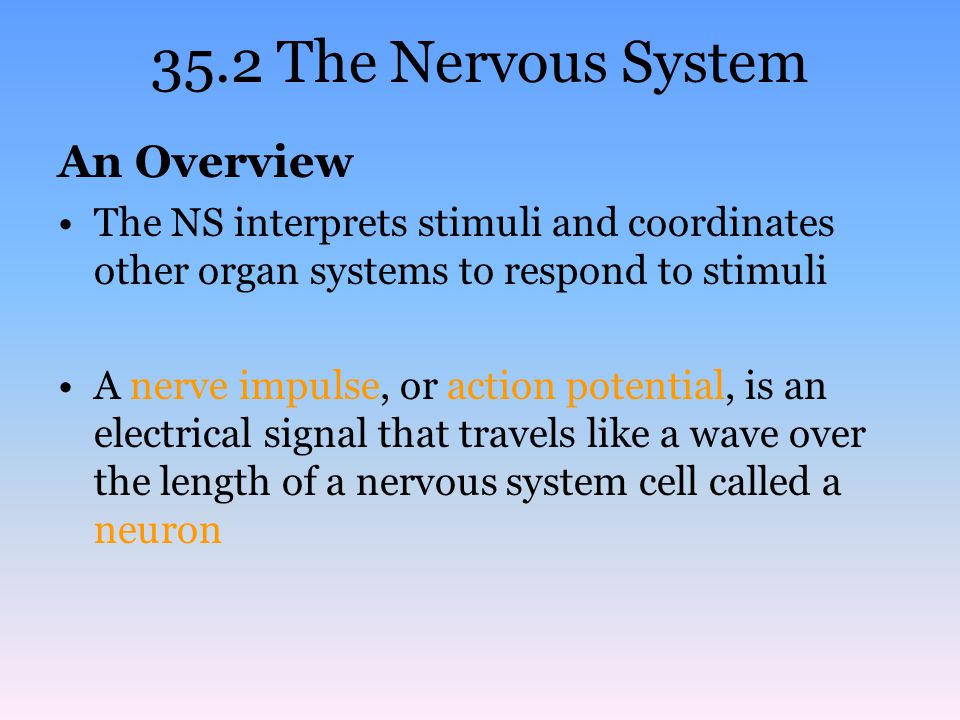 35.2 The Nervous System An Overview