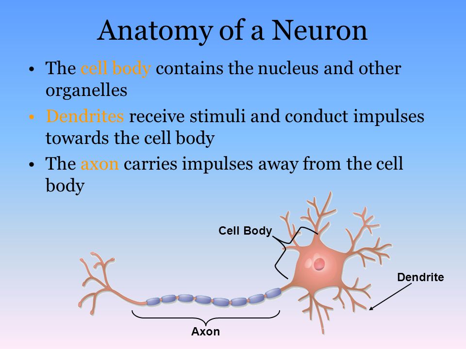 Anatomy of a Neuron The cell body contains the nucleus and other organelles. Dendrites receive stimuli and conduct impulses towards the cell body.