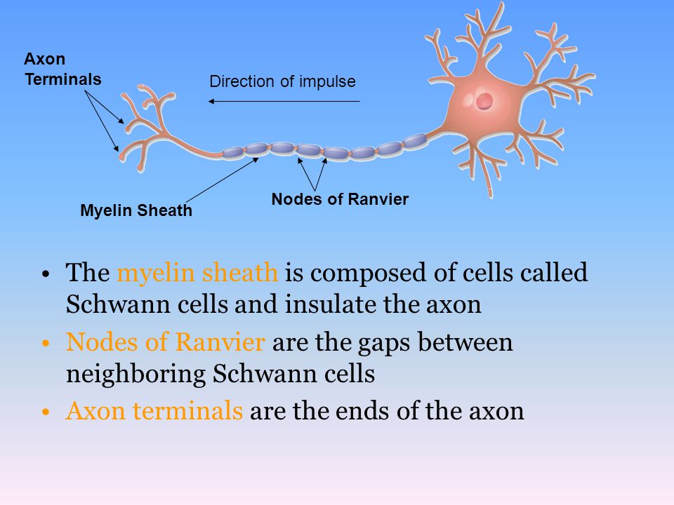 Nodes of Ranvier are the gaps between neighboring Schwann cells
