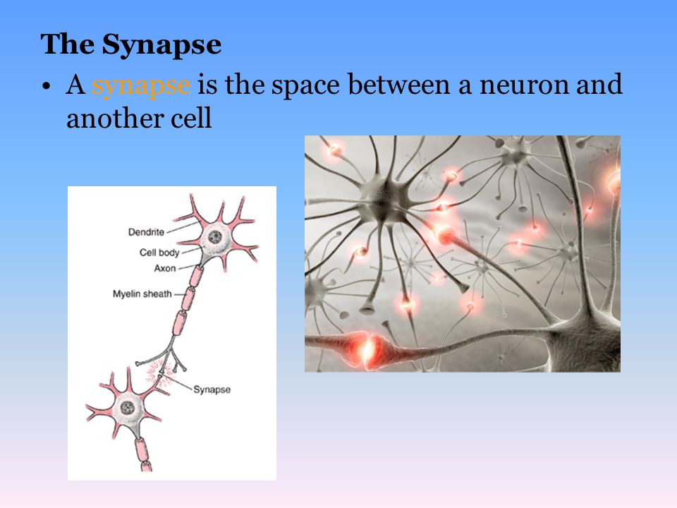 The Synapse A synapse is the space between a neuron and another cell