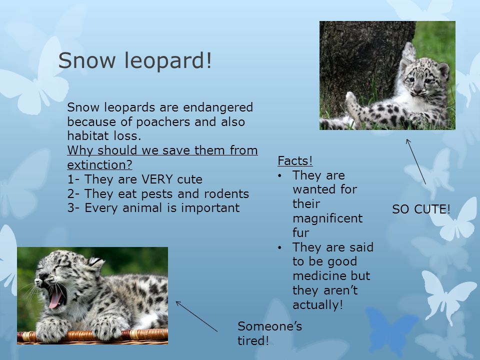 Animals that we should protect - ppt video online download