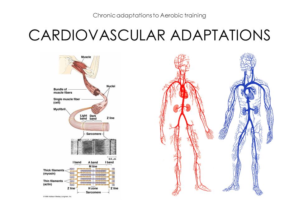 Chronic adaptations to Aerobic training CARDIOVASCULAR ADAPTATIONS