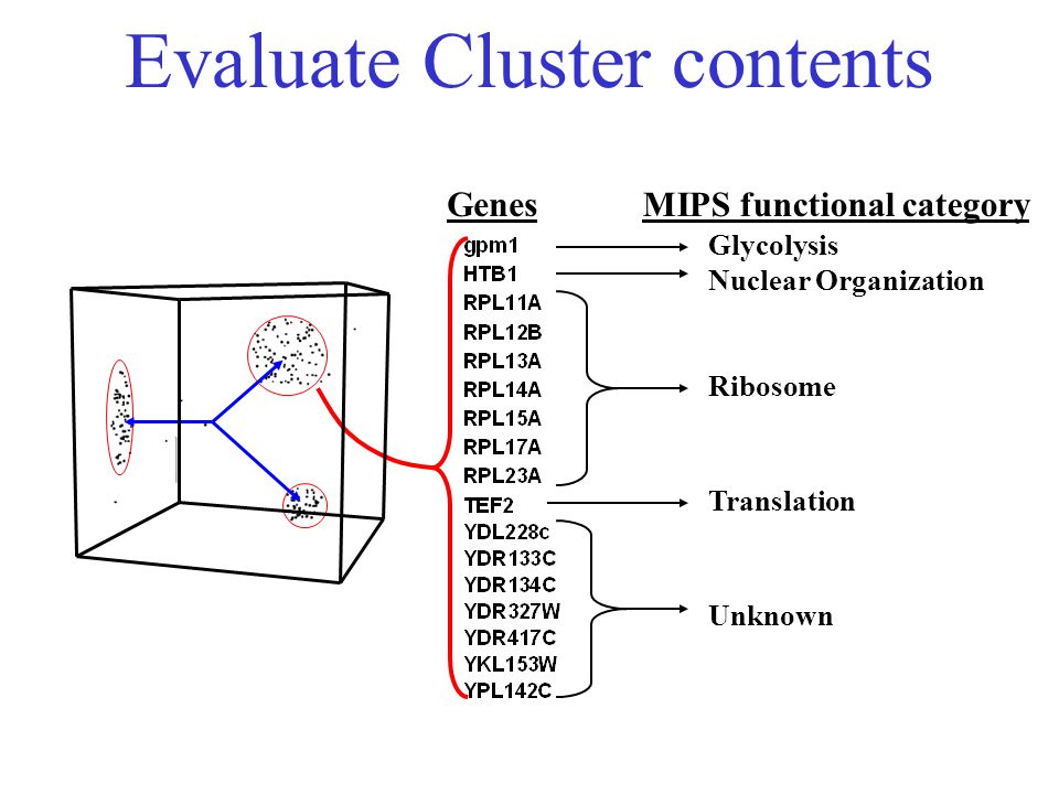 Evaluate Cluster contents