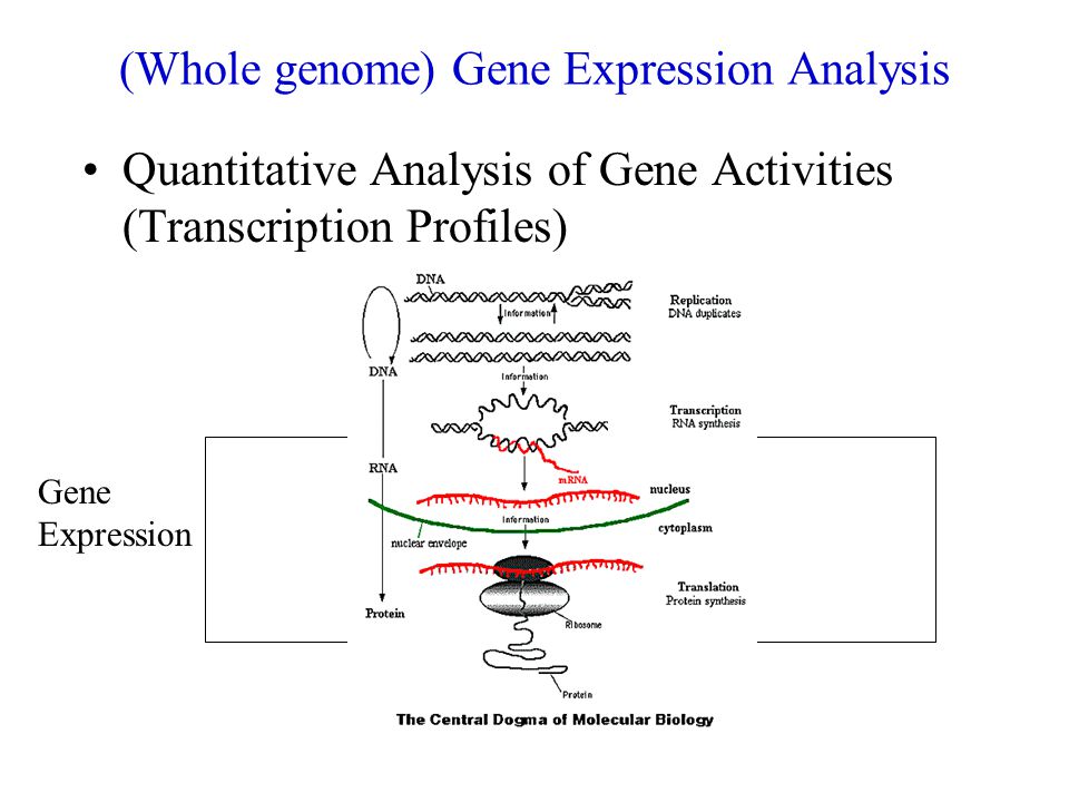 (Whole genome) Gene Expression Analysis