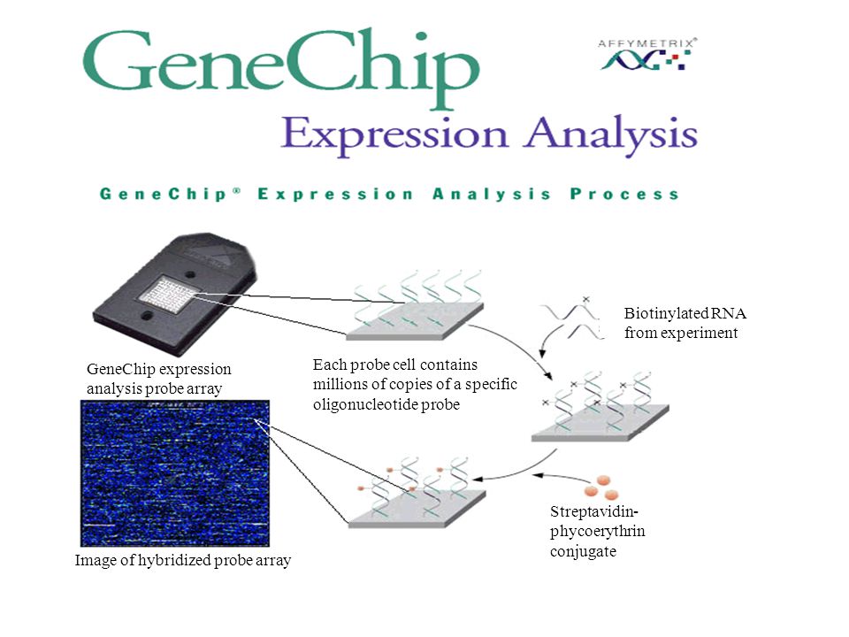 Biotinylated RNA from experiment. GeneChip expression. analysis probe array. Each probe cell contains.