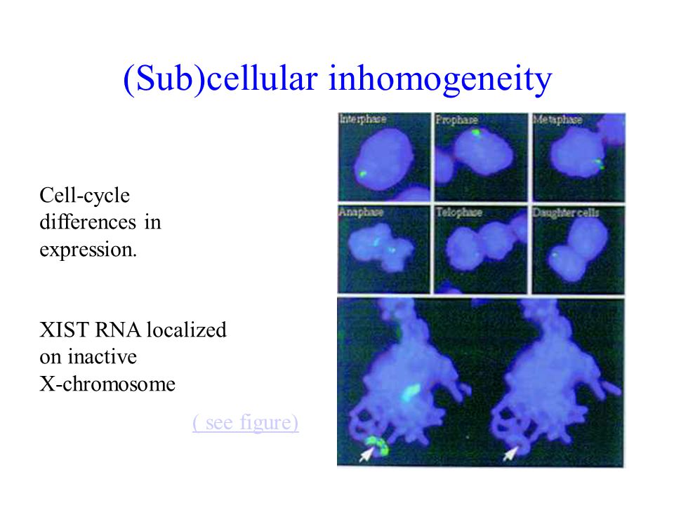 (Sub)cellular inhomogeneity
