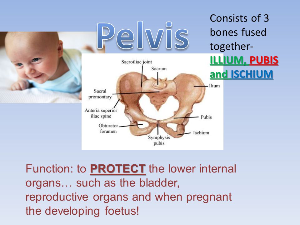 Pelvis Consists of 3 bones fused together- ILLIUM, PUBIS and ISCHIUM