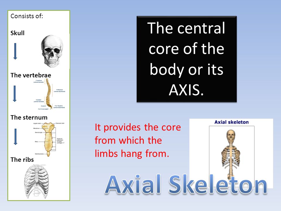 The central core of the body or its AXIS.