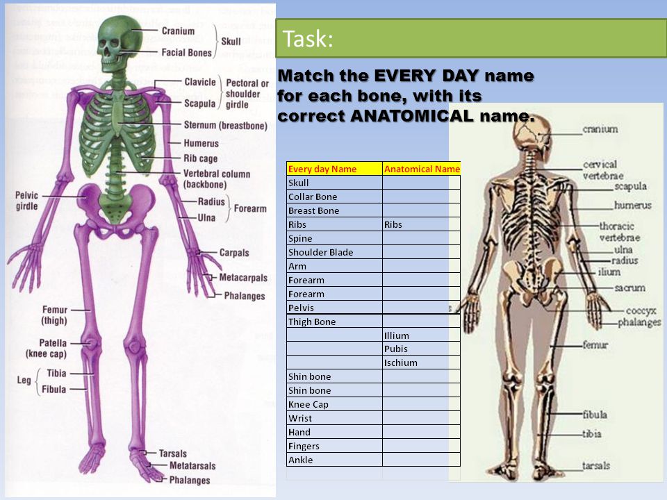Task: Match the EVERY DAY name for each bone, with its correct ANATOMICAL name.