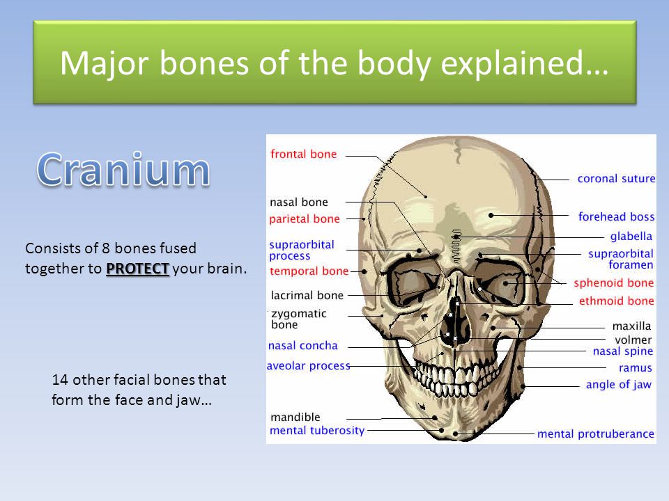 Major bones of the body explained…