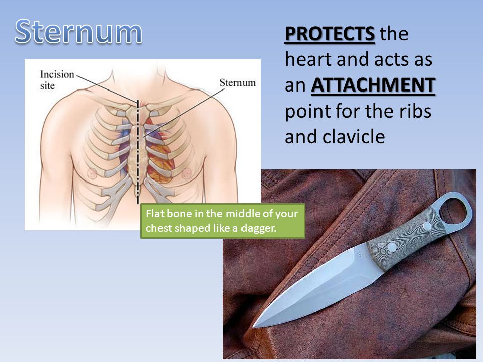 Sternum PROTECTS the heart and acts as an ATTACHMENT point for the ribs and clavicle.