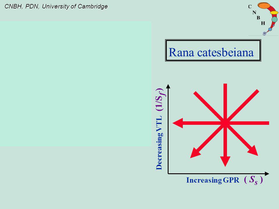 Rana catesbeiana (1/Sf ) Decreasing VTL Increasing GPR ( Ss )