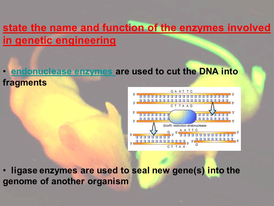 state the name and function of the enzymes involved in genetic engineering