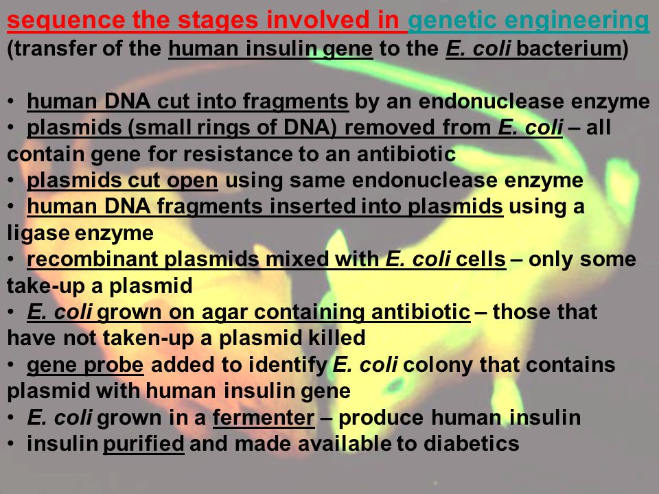 sequence the stages involved in genetic engineering