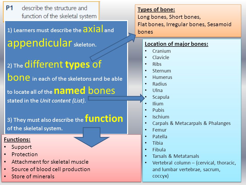 Flat bones, Irregular bones, Sesamoid bones