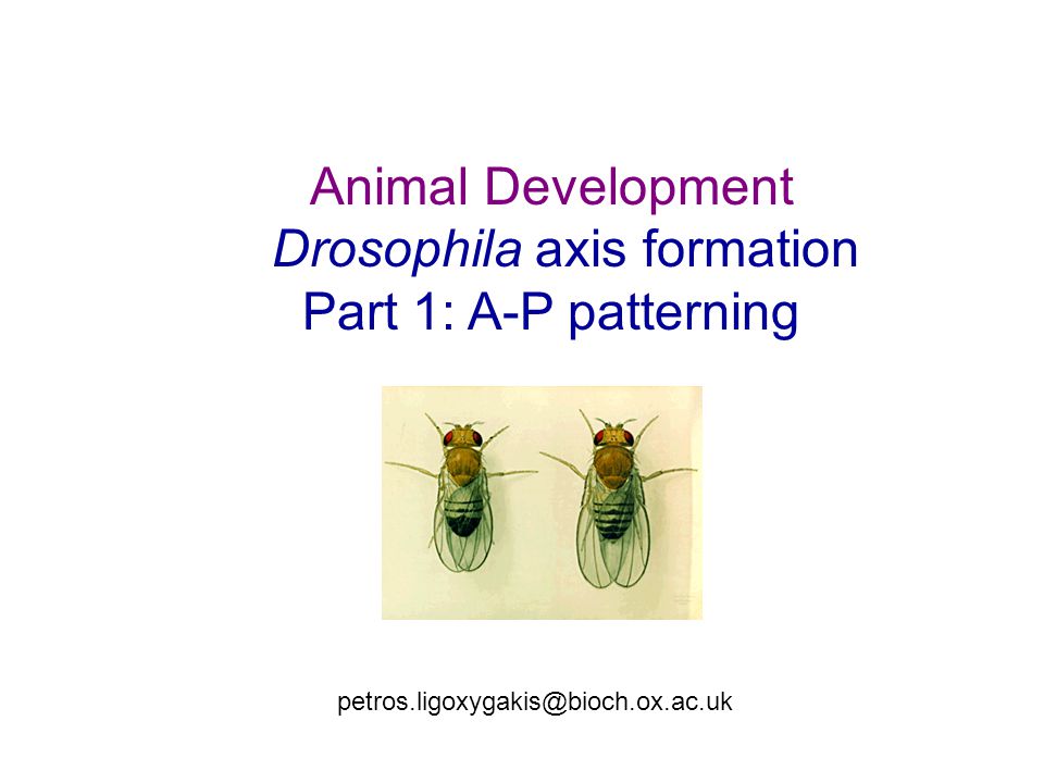 Animal Development Drosophila axis formation Part 1: A-P patterning