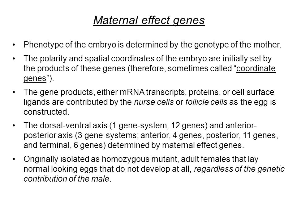 Maternal effect genes Phenotype of the embryo is determined by the genotype of the mother.