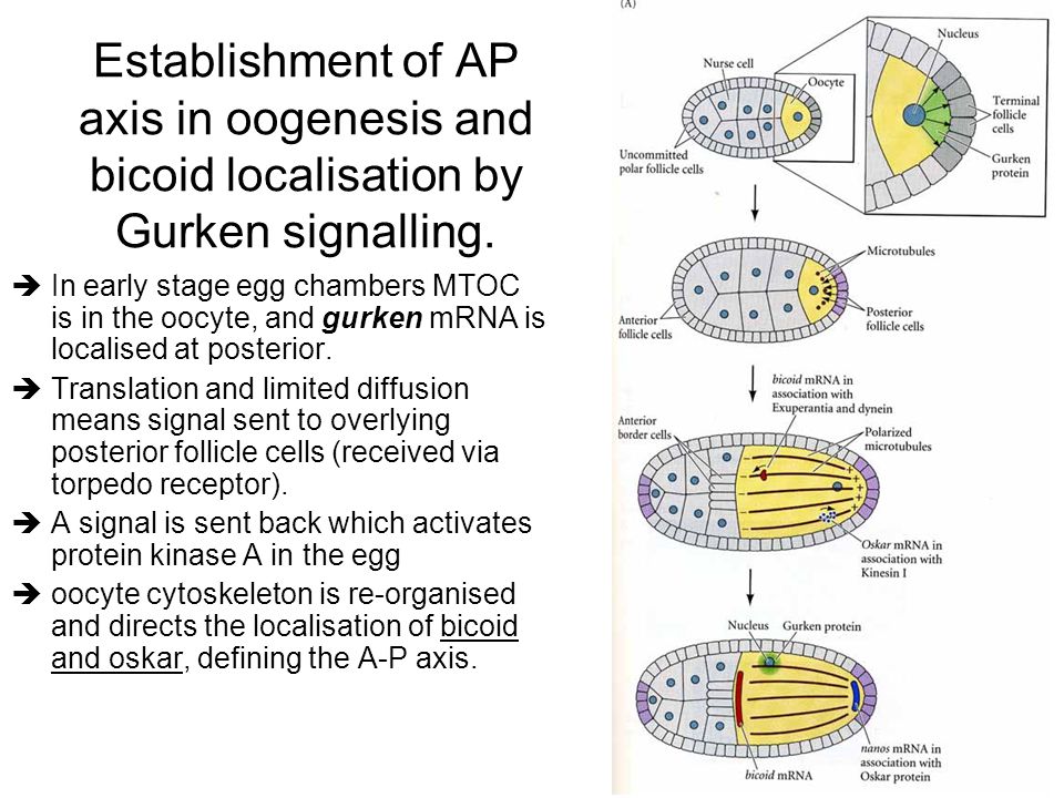 Establishment of AP axis in oogenesis and bicoid localisation by Gurken signalling.
